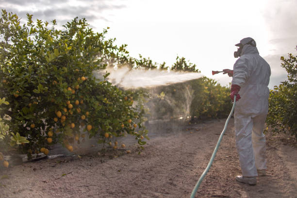 Best Local Pest Control Services  in Fort Polk South, LA